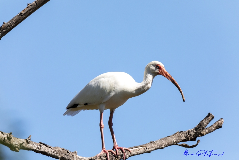 American White Ibis Port Aransas TX 2020